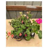 6 in pot assorted annuals (bidx4)