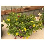 12 in hanging basket