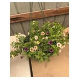 12 in hanging basket