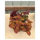 6 in pot assorted annuals (bidx4)