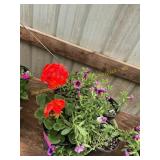 6 in pot assorted annuals (bidx4)