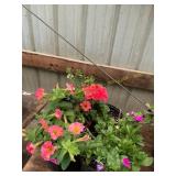 6 in pot assorted annuals (bidx4)