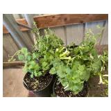6 in pot assorted annuals (bidx4)