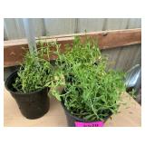 6 in pot lavender (bidx3)