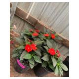 6 in pot assorted annuals (bidx4)