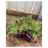 6 in pot assorted annuals (bidx4)