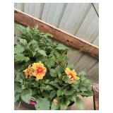 6 in pot assorted annuals (bidx4)
