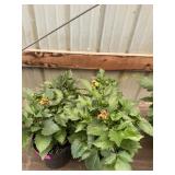 6 in pot assorted annuals (bidx4)