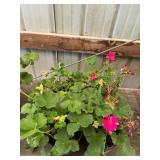 6 in pot assorted annuals (bidx4)