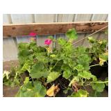 6 in pot assorted annuals (bidx4)