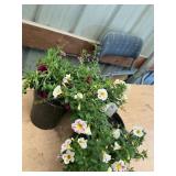 6 in pot assorted annuals (bidx3)