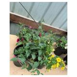 6 in pot assorted annuals (bidx4)