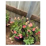 6 in pot assorted annuals (bidx4)