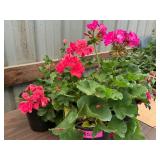 6 in pot assorted annuals (bidx4)