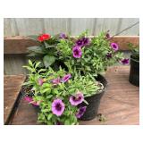 6 in pot assorted annuals (bidx4)