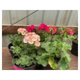 6 in pot assorted annuals (bidx4)