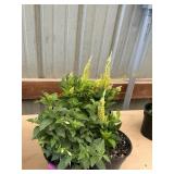 6 in pot assorted annuals (bidx4)