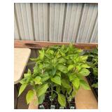 32 ct Anaheim pepper plants
