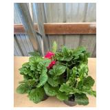6 in pot assorted annuals (bidx4)