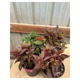 6 in pot assorted annuals (bidx4)