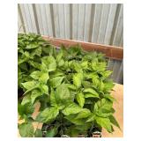 32 ct. Ghost peppers