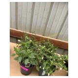 6 in pot assorted annuals (bidx4)