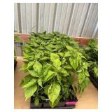 32 ct. Habanero pepper plants