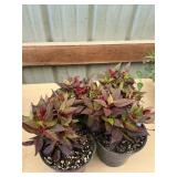 6 in pot assorted annuals (bidx4)