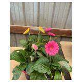 6 in pot assorted annuals (bidx4)