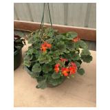 12 in annual hanging basket
