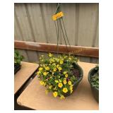 12 in annual hanging basket