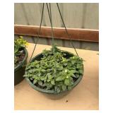 12 in annual hanging basket
