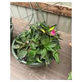 12 in annual hanging basket