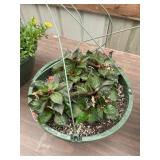 12 in annual hanging basket