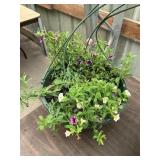 12 o n annual hanging basket
