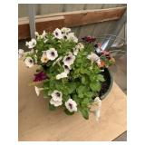 12 in annual hanging basket