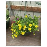 12 in annual hanging basket