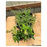 6 in pot assorted annuals (bidx6)