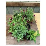 6 in pot assorted annuals (bidx6)