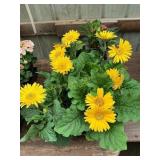 6 in pot assorted annuals (bidx8)