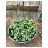 12 in annual hanging basket