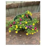12 in annual hanging basket