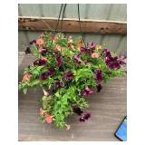 12 in annual hanging basket