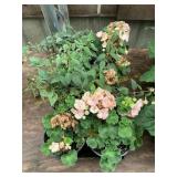 6 in pot assorted annuals (bidx8)