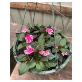 12 in annual hanging basket