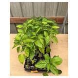 31 ct. Anaheim pepper plants