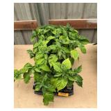 32 ct. Habanero pepper plants