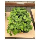 32 ct. Ghost pepper plants
