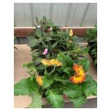 6 in pot annual flowers (bidx8)