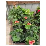 6 in pot annual flowers (bidx8)